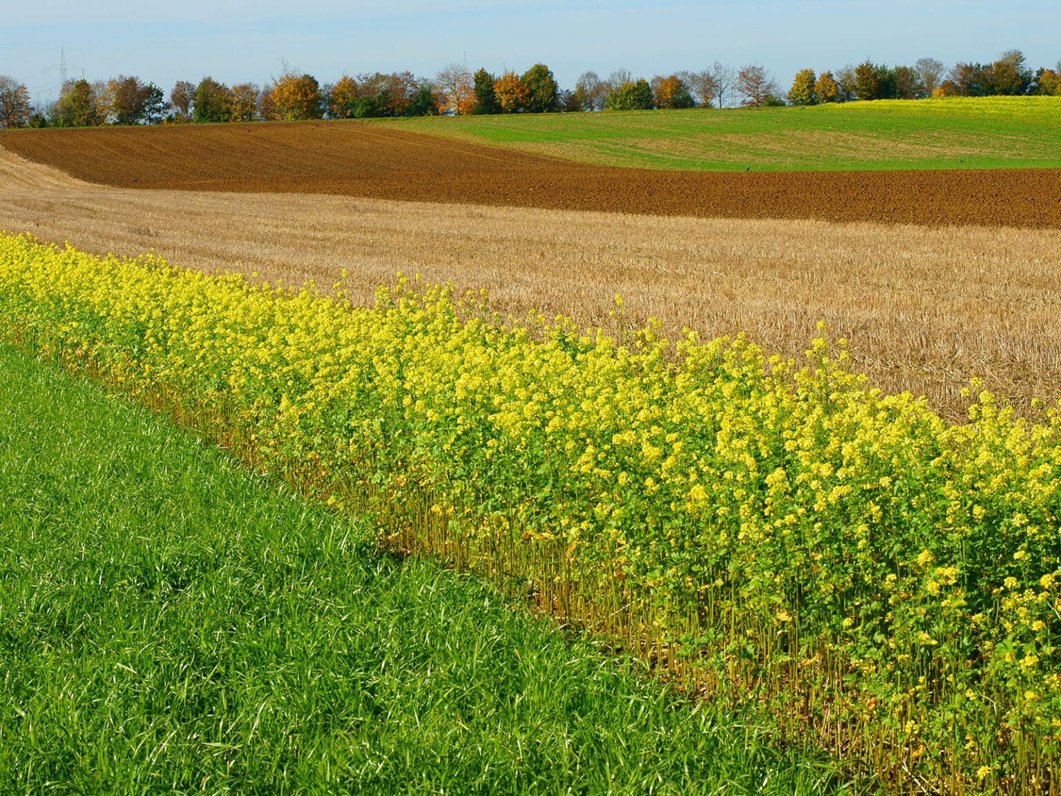 Agriculture Diversification Plans featured image